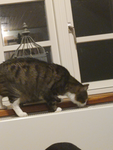 Tigermus13