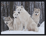 The wolf’s of pray