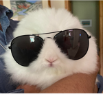 COOL BUNNIES GROUP