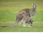 Kangaroo Zoo