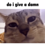do i give a damn