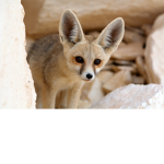 foxes are great!!!!!!!!