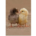#MyChickens