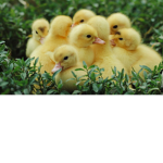 Justducks