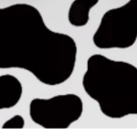 Cute cow milk group
