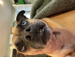 Pug life is awesome