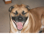 Rock The Amazing Dog Productions