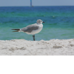 bob is cool and seagull should not fly