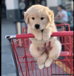 Puppies Taco Bell