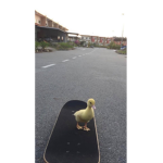 Skateboarding Quackers