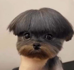 Merge Noobs