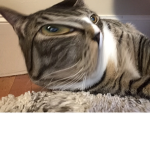 Mittens rocks socks