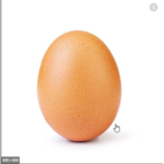 the egg groupy!