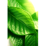 Leafy Clothing