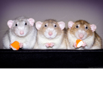 dA sEWEr rATz