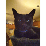 onyx paw's cat-tastic group