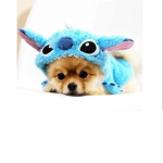 Puppys,God love is everything