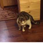 GloomyCat Fans