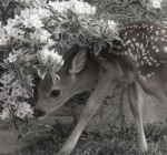 fawnkiss