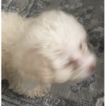 My doggo Star’s fangroup