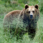 Bären clan