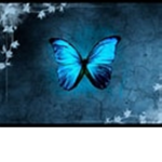 Sky blue butterfly’s