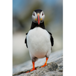 Puffins forevermore