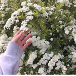 yarrow
