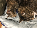 Cats an cafe club