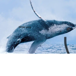 Whale gangz