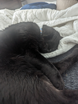 Larry the cat's group