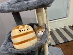THE CAT SQAD!!