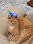 Ashley dupe