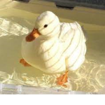 Duck duck gooseeeeeeee
