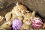 Kitty catsssssssss oof