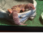 LGffa Animals are awesome