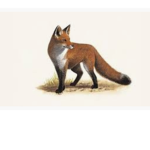 + Fox Fam. +