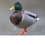 Duck•Army