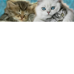 Cat tribe