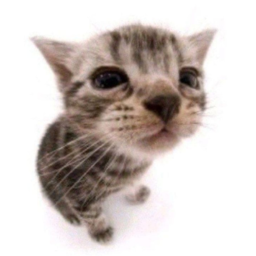 🐾♡__猫 !!!! 📌🎀