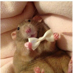 chanlly's rats