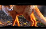 fun fox hangout