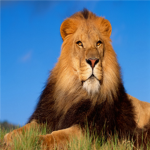The Lion Fans!