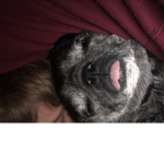 The rise of the PUG