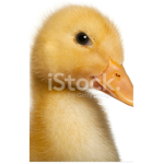 Little ducky’s