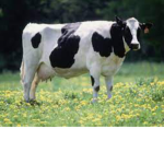The cowe