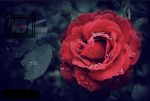~Red~Roses~