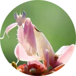 Orchid Mantis