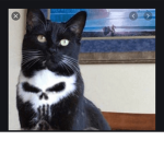 Cowwwwwwwww meowwwwwww