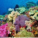 [ Ocean Animal Group ]